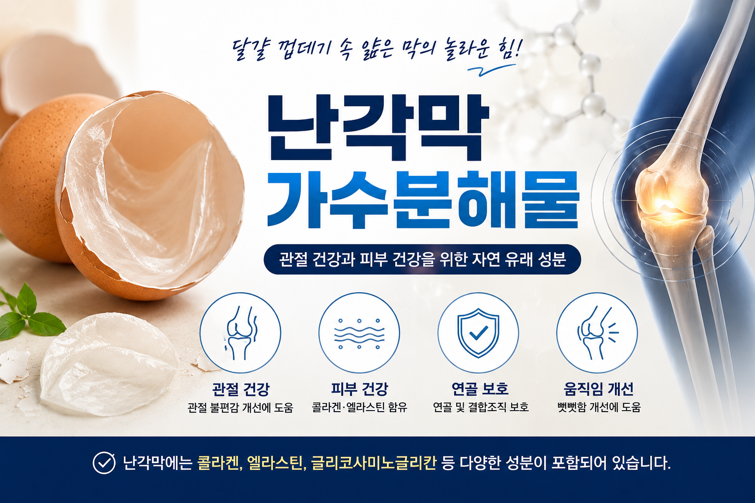 난각막가수분해물의 관절 건강과 피부 건강 효능을 보여주는 이미지